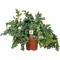 Davana