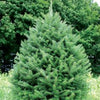 Fir Resin