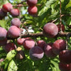 Plum