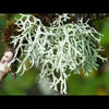 Oak moss