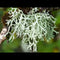 Oak moss