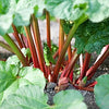 Rhubarb