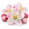 Apple Blossom