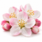 Apple Blossom