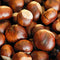 Chest nut