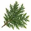Cypress