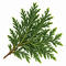 Cypress