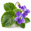  Violet Leaf
