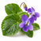  Violet Leaf