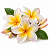 Frangipani