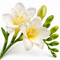 Freesia