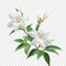 Gardenia
