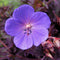 Geranium