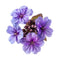 Heliotrope