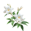 Jasmine