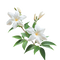 Jasmine