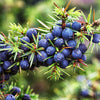 Juniper