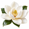 Magnolia