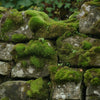 Moss