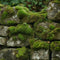 Moss