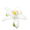 Neroli