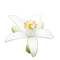 Neroli
