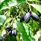 Elemi