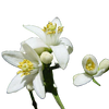 Orange Blossom