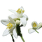 Orange Blossom