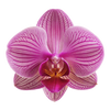 Orchid