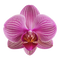 Orchid