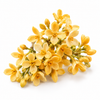 Osmanthus