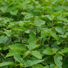 Indonesian Patchouli Leaf