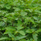 Indonesian Patchouli Leaf