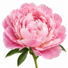 Peony