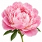 Peony