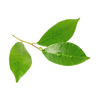 Petitgrain