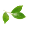 Petitgrain