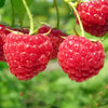 Raspberry