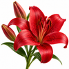 Red Lily