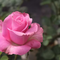 May rose