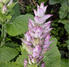 Clary Sage
