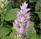 Clary Sage