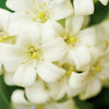 Moroccan Jasmine