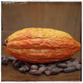 Cacao