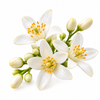 Tunisian Orange Blossom