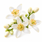 Tunisian Orange Blossom