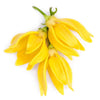 Ylang-Ylang