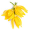 Ylang-Ylang