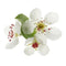Pear Blossom